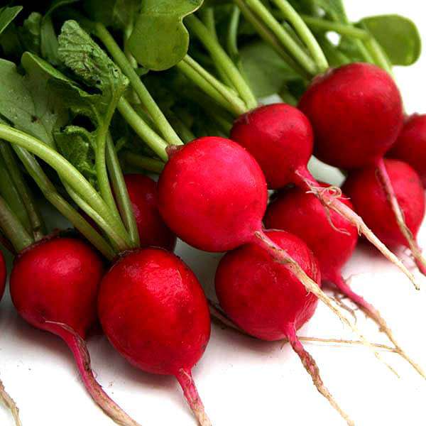 Radish Imported Scarlet Red Globe Vegetable Seeds